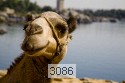 Camel at Nile - Aswan