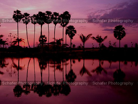 Reflected Palms