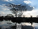 Serengeti Pond