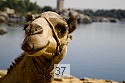 Camel at Nile - Aswan